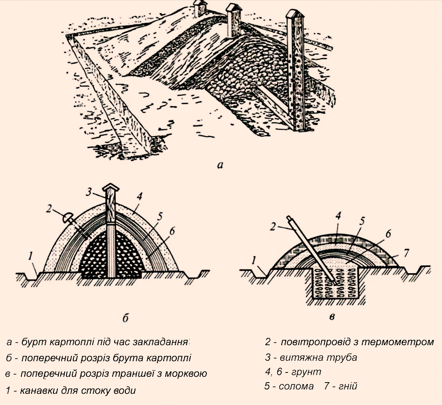 Природний холодильник, кращий за льох. Що таке бурт і як його зробити на городі
